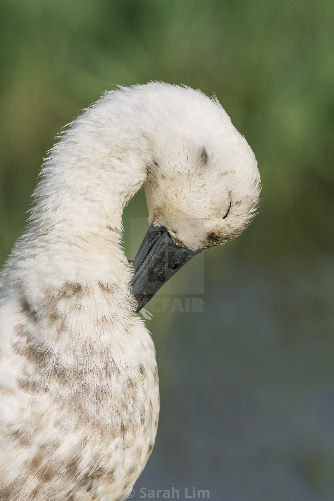 "Preening duck" stock image