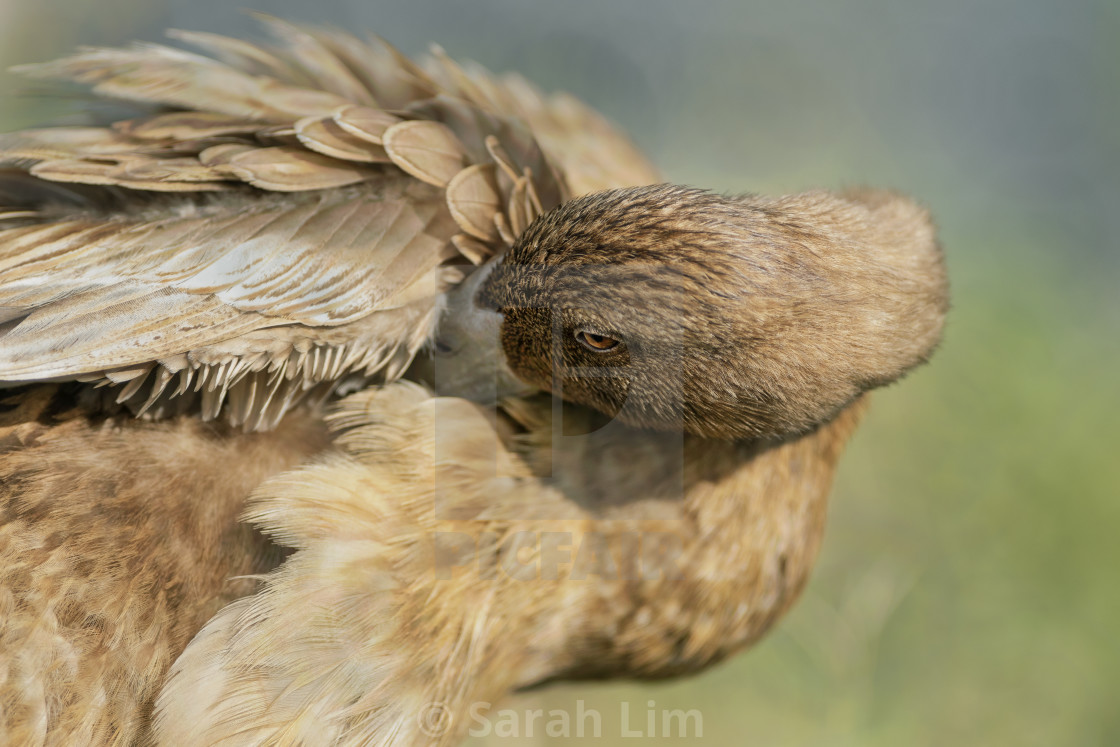 "Preening duck 2" stock image