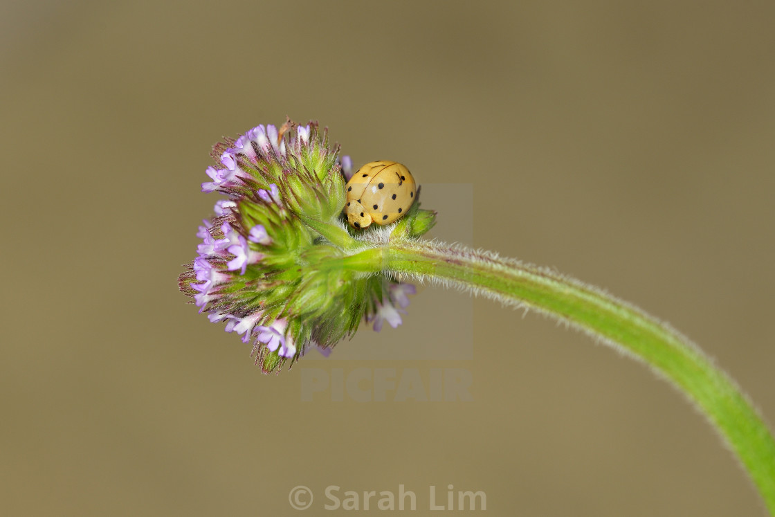 "Ladybird" stock image