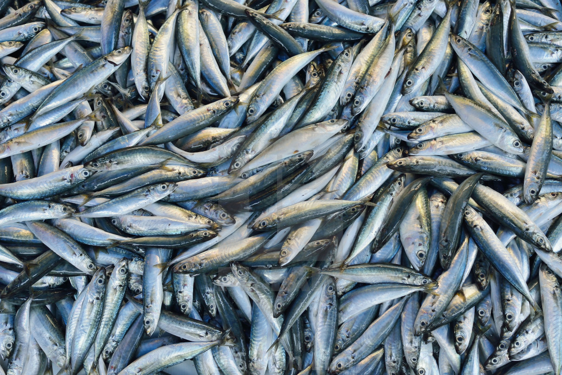 "Mackerel" stock image