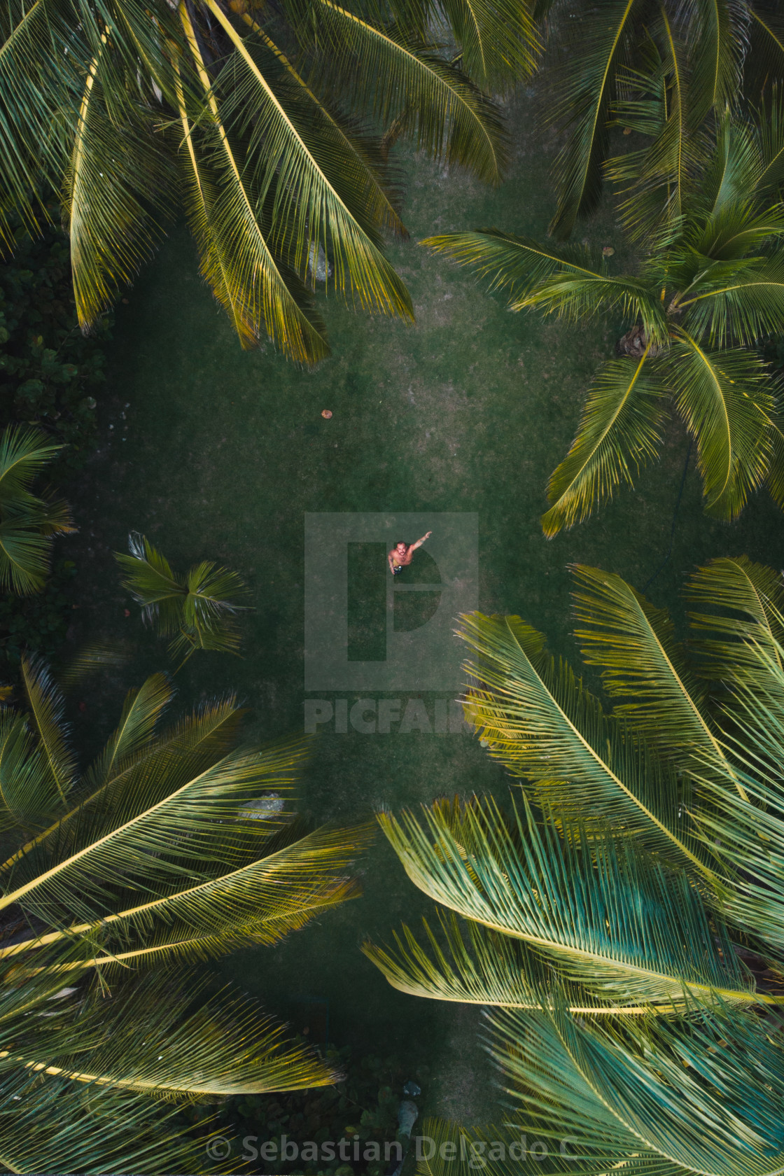 "Between palm trees at Palomino" by Sebastian Delgado C. - £12.40 "Between palm trees at Palomino" stock image
