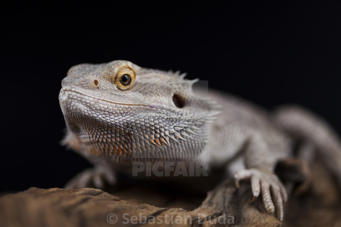 black dragon pet lizard