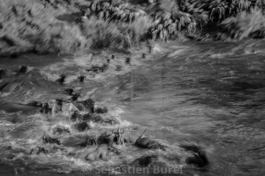 "Great Migration of the Wildebeest in the Masai Mara, Kenya" stock image