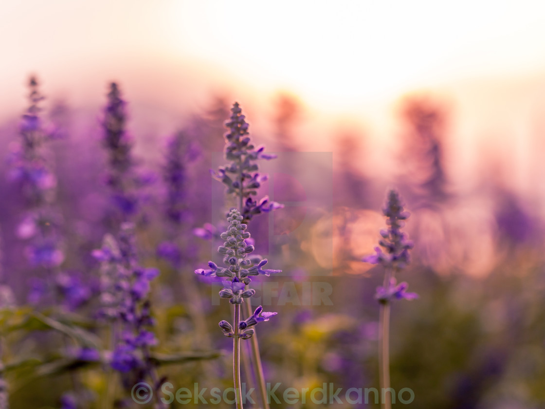Violet Lavender Field Background On Sunset License Download Or Print For 1 24 Photos Picfair Download lavender background stock photos. https www picfair com pics 01320148 violet lavender field background on sunset