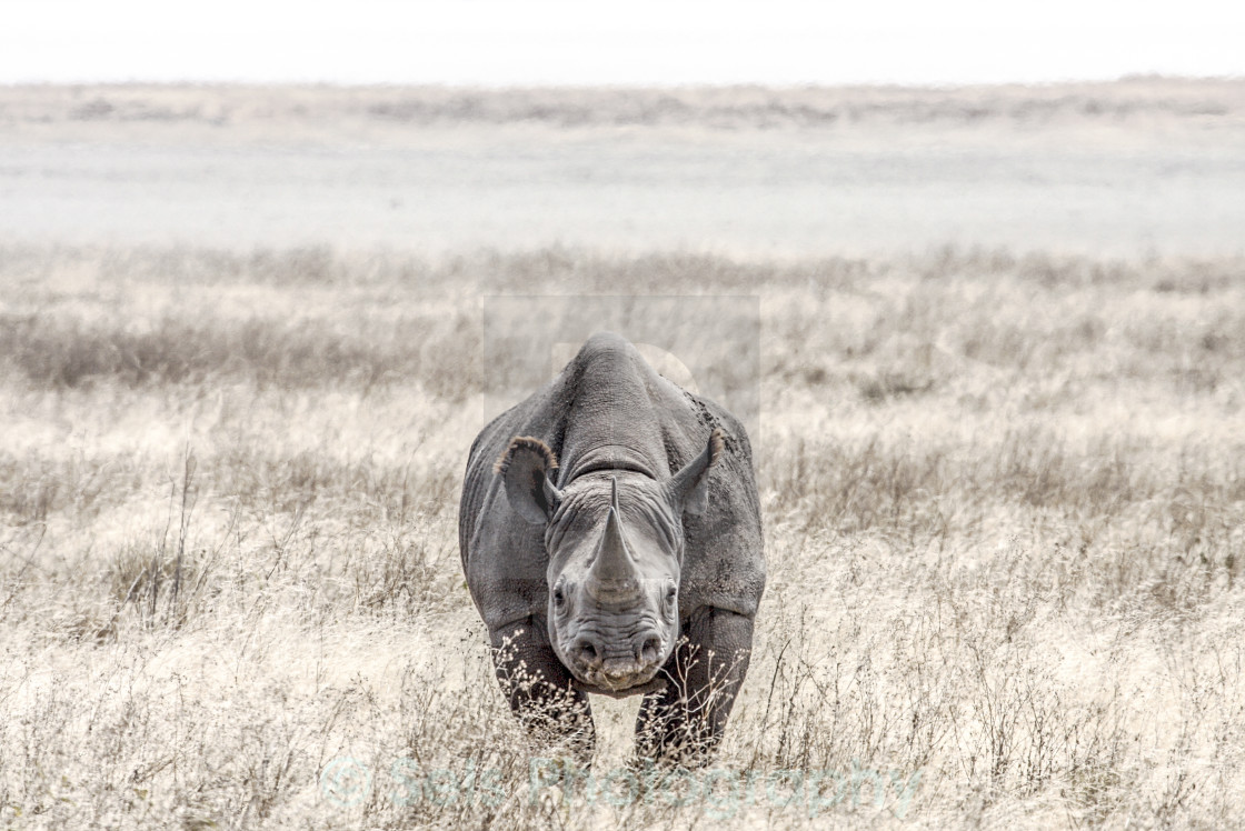 "rhino" stock image