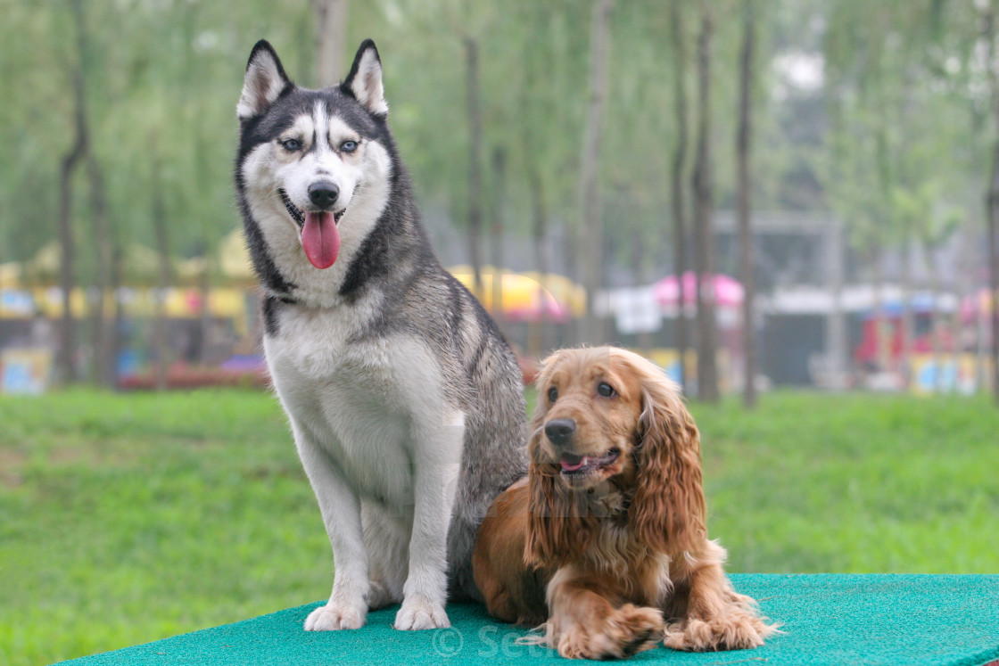 Siberian