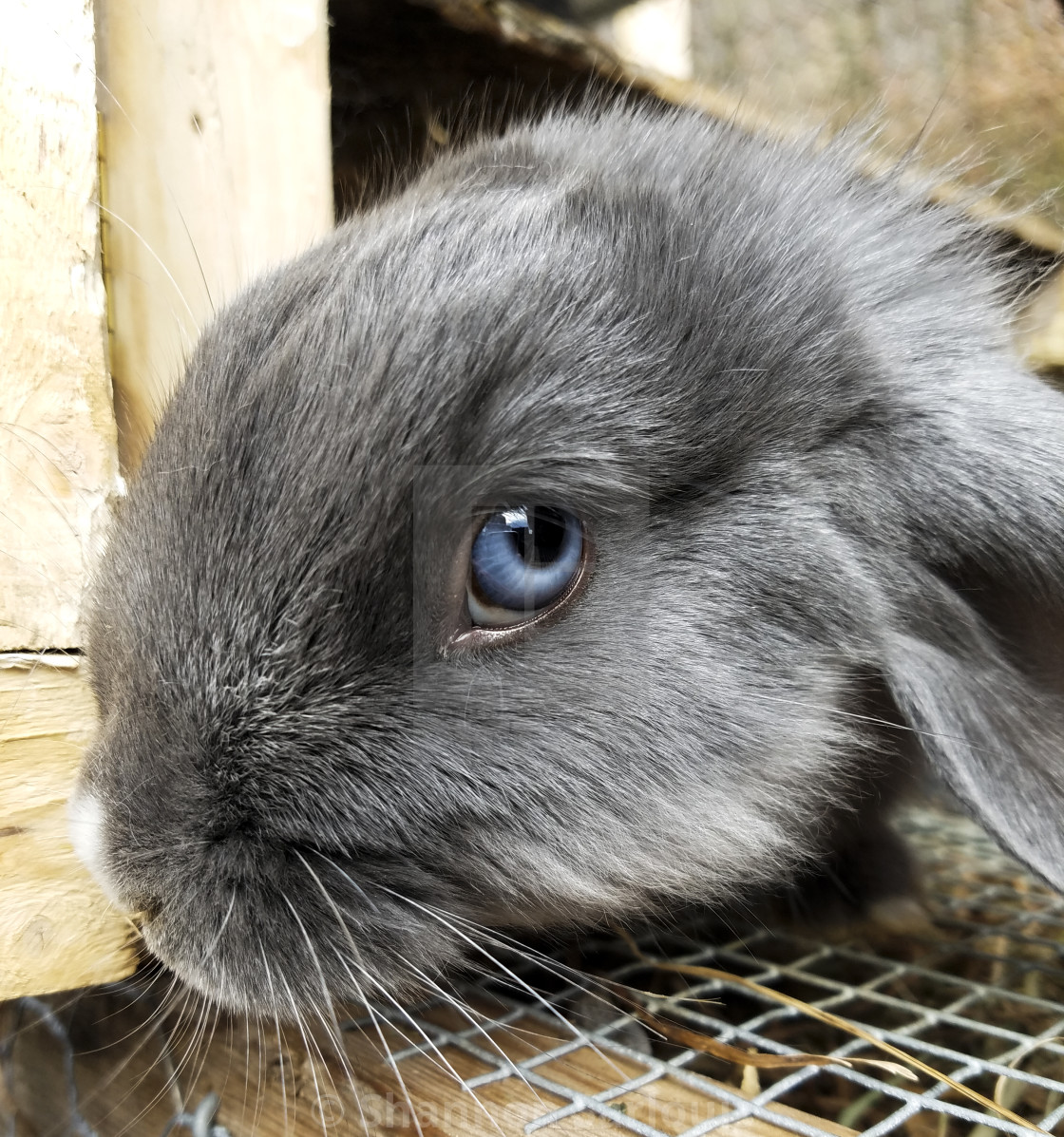 Blue Eyed Beauty License Download Or Print For 15 81 Photos Picfair