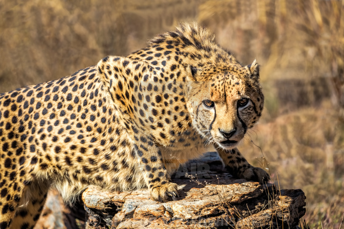 "Ready to Pounce" stock image