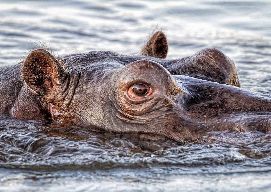 "Hippo" stock image