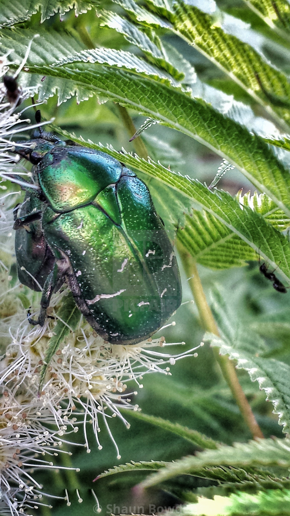 "Green Beetle" stock image