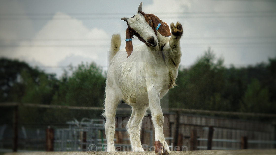 "Dancing Goat" stock image