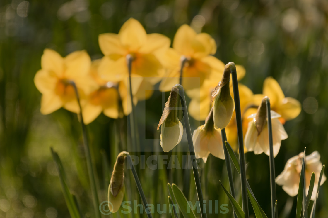 "Daffodils (2)" stock image