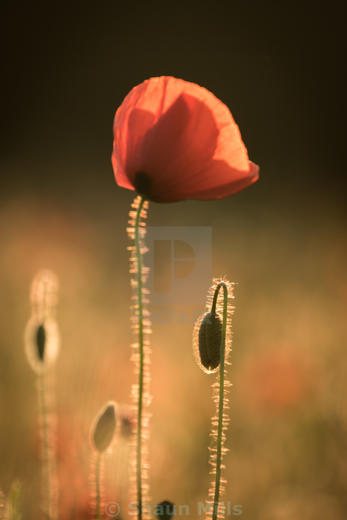 "Poppy" stock image