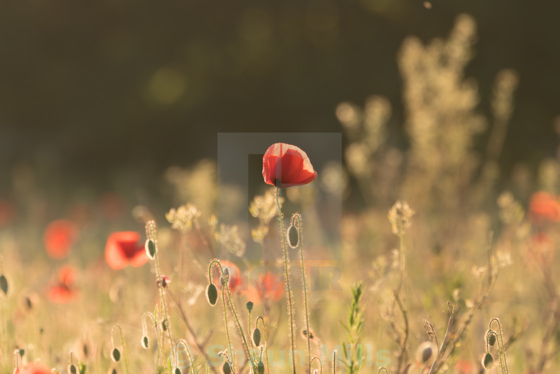 "Backlit poppies" stock image