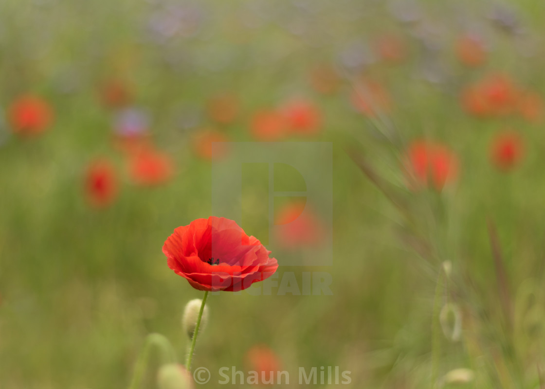 "Standing Proud" stock image