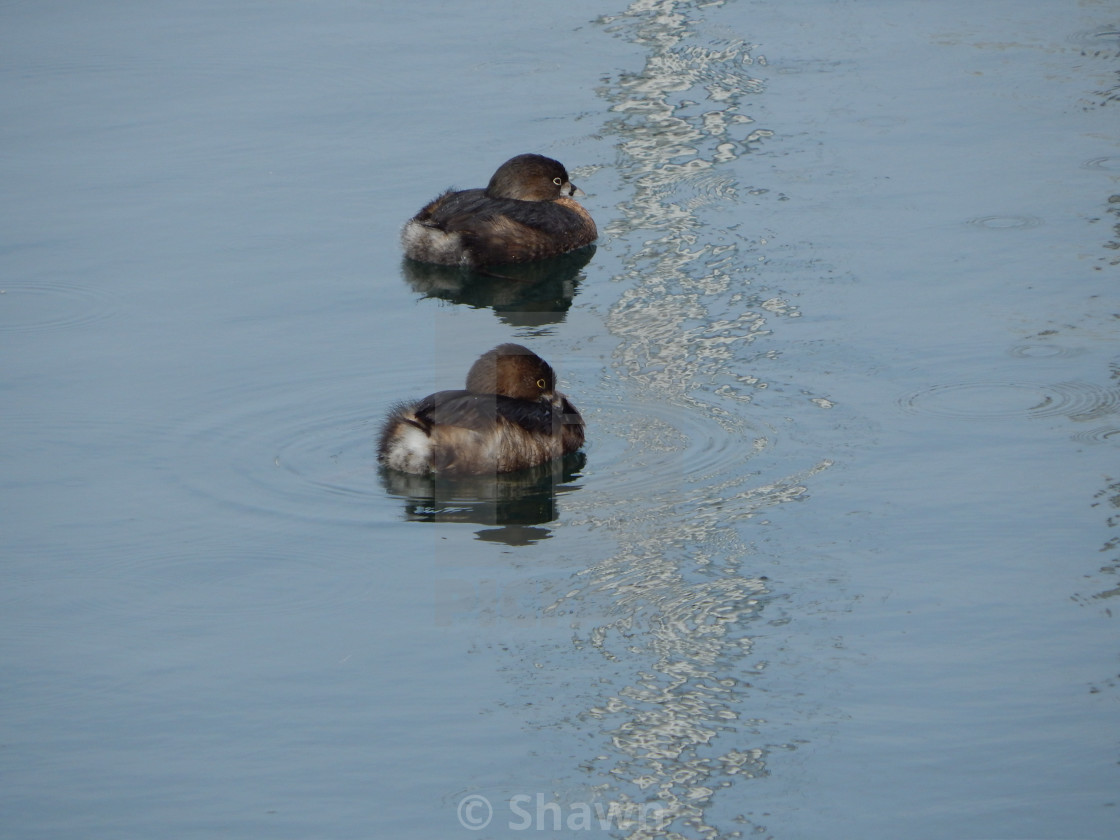 "Pied Billed Grebes" stock image