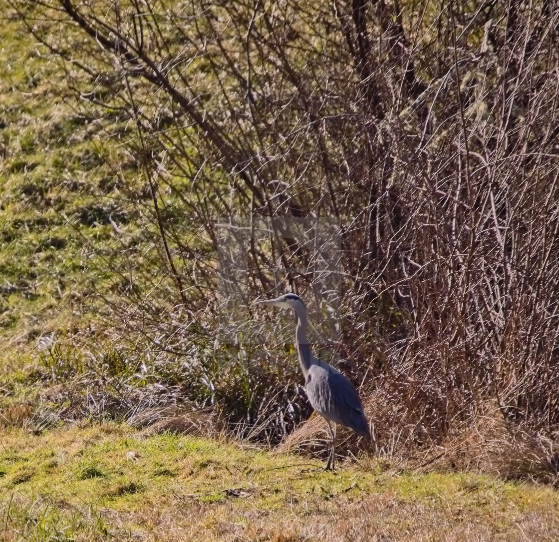 "Great Blue Heron" stock image