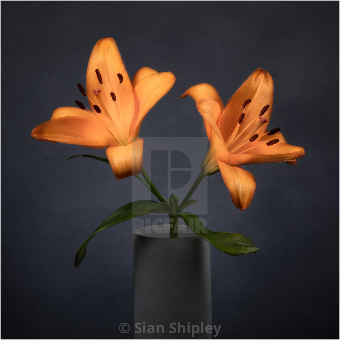 "Orange Lilies | product recommendation - canvas - black wrap - 15x15inch" by Sian Shipley - $30.59 "Orange Lilies | product recommendation - canvas - black wrap - 15x15inch" stock image