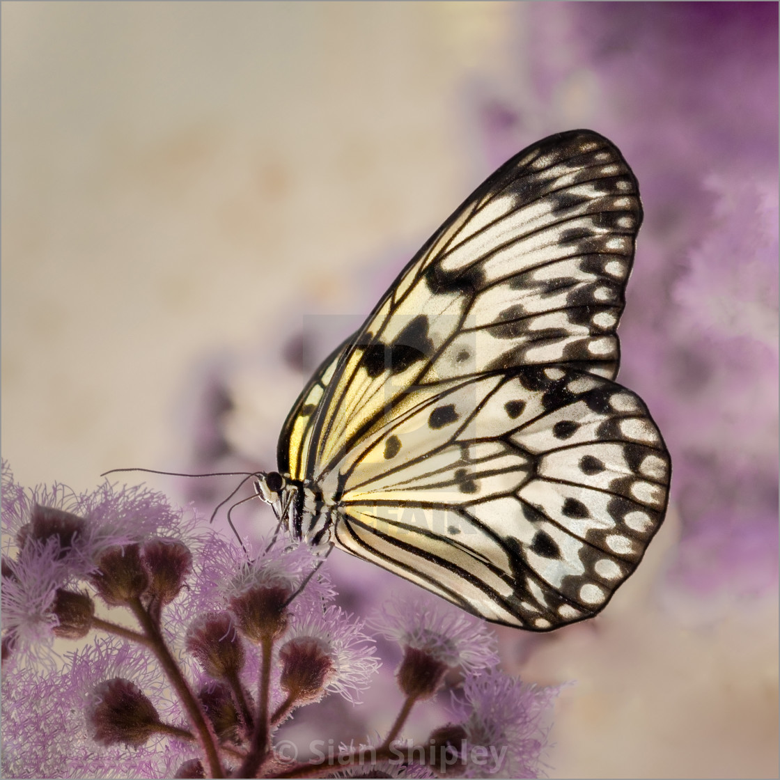 "Yellow Butterfly | product recommendation - canvas - white wrap - 15x15inch" by Sian Shipley - $19.12 "Yellow Butterfly | product recommendation - canvas - white wrap - 15x15inch" stock image