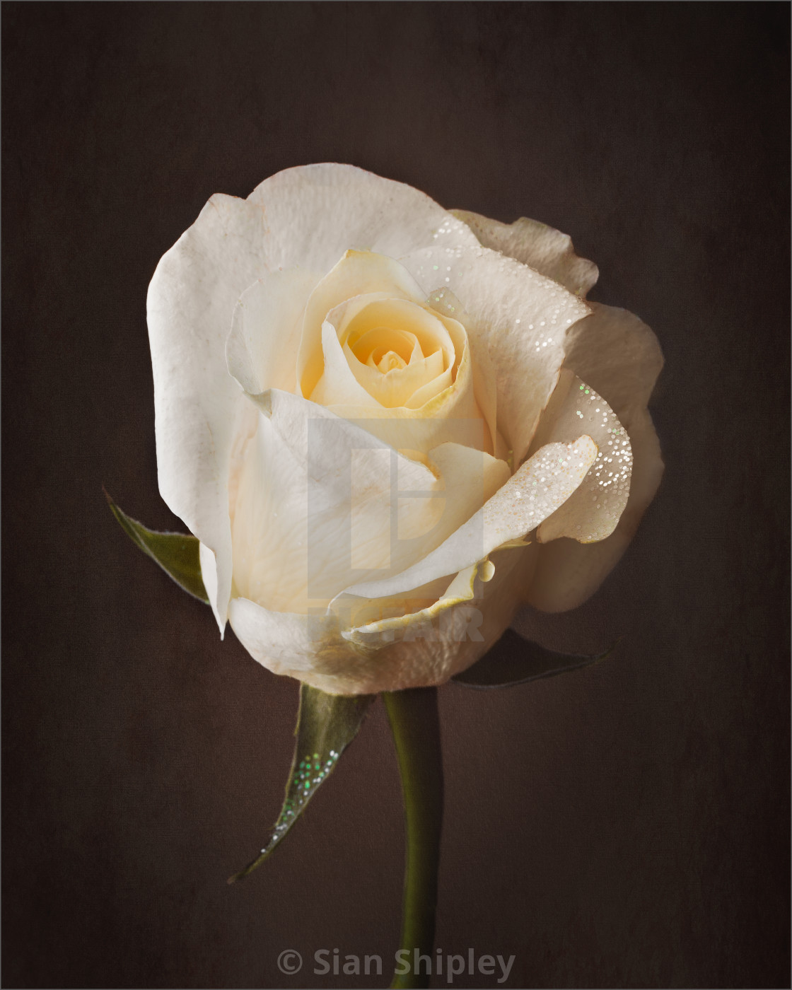 "White Rose | product recommendation canvas - black wrap - 11x13inch" by Sian Shipley - $19.12 "White Rose | product recommendation canvas - black wrap - 11x13inch" stock image