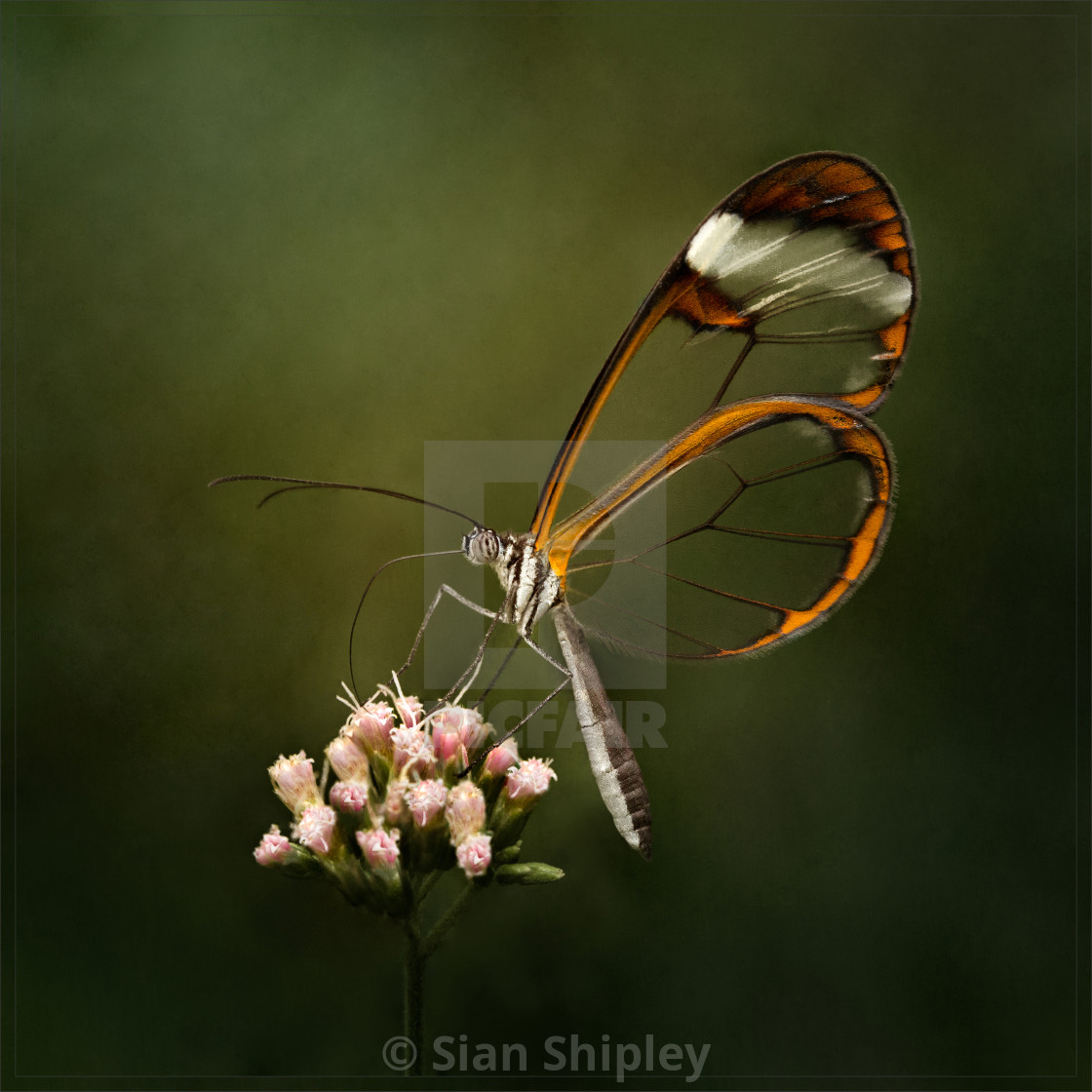 "Glass Winged Butterfly | product recommendation - black frame square any size" by Sian Shipley - $45.89 "Glass Winged Butterfly | product recommendation - black frame square any size" stock image