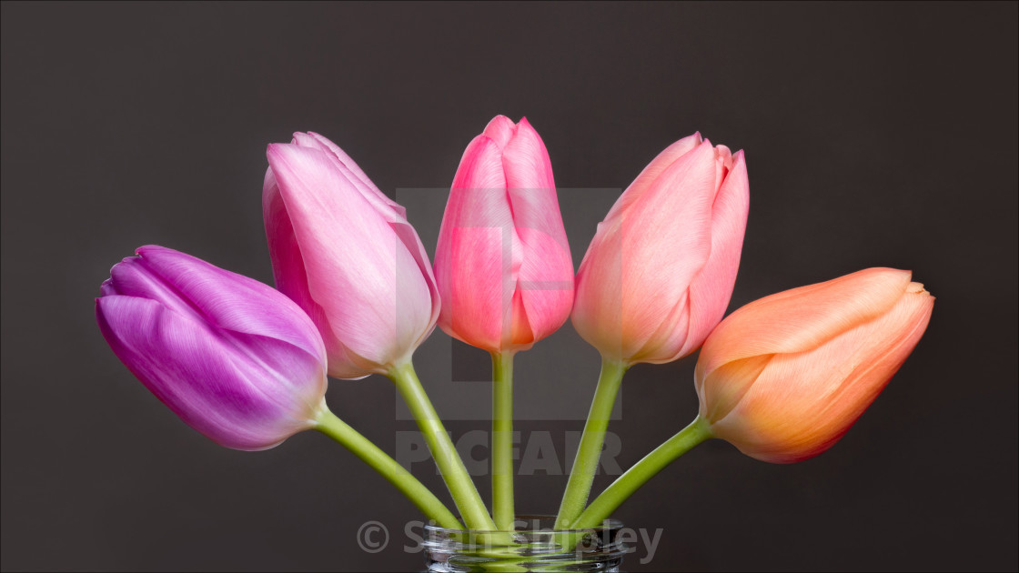 "Tulips : product recommendation - canvas - black wrap - 20x10inch" by Sian Shipley - $19.12 "Tulips : product recommendation - canvas - black wrap - 20x10inch" stock image