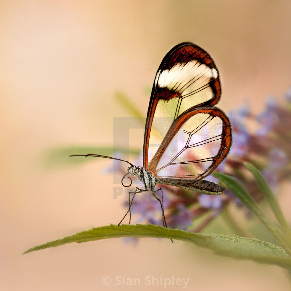 "Glass Butterfly | product recommendation - white frame square any size" by Sian Shipley - $23.71 "Glass Butterfly | product recommendation - white frame square any size" stock image