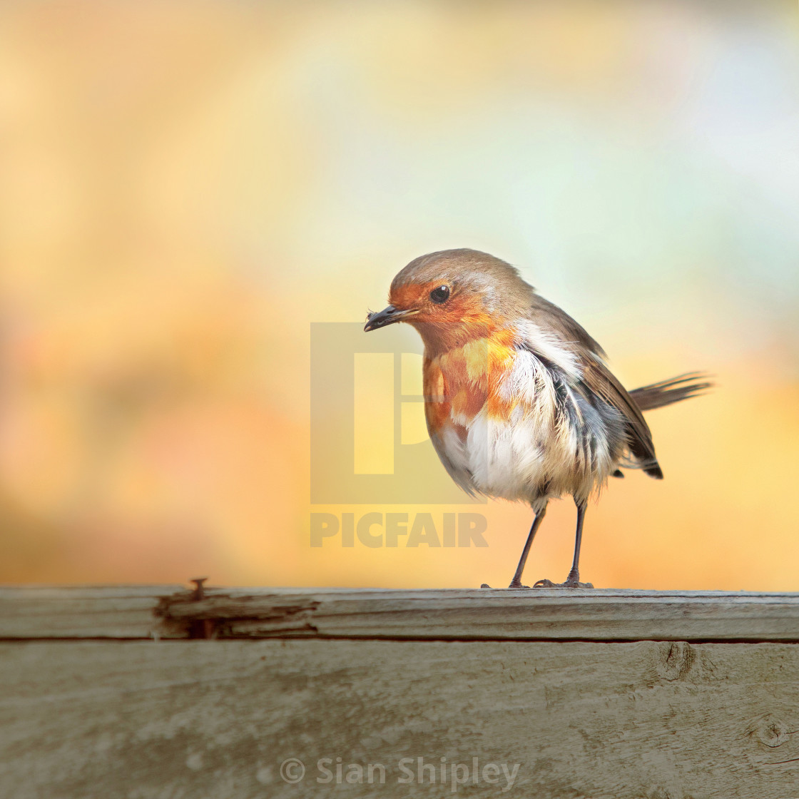 "Robin | product recommendation - white frame square any size" by Sian Shipley - $19.12 "Robin | product recommendation - white frame square any size" stock image