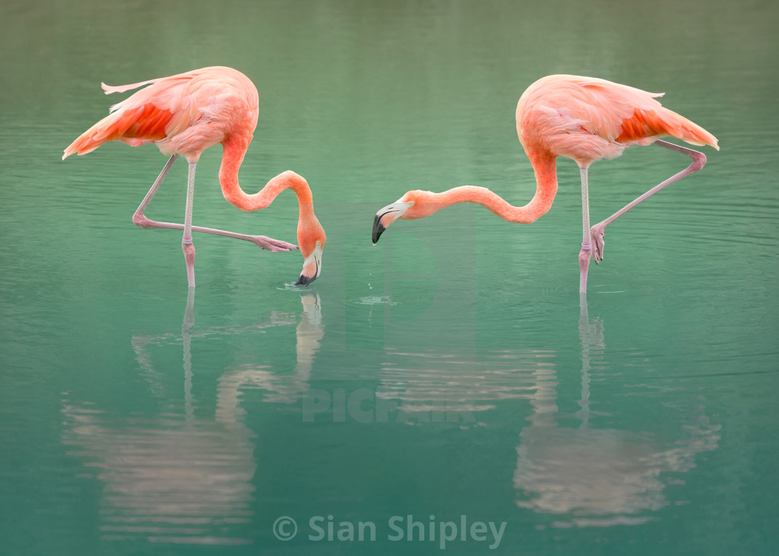 "Pink Flamingos | My product recommendation landscape canvas - white wrap - 17x11in" by Sian Shipley - $19.12 "Pink Flamingos | My product recommendation landscape canvas - white wrap - 17x11in" stock image