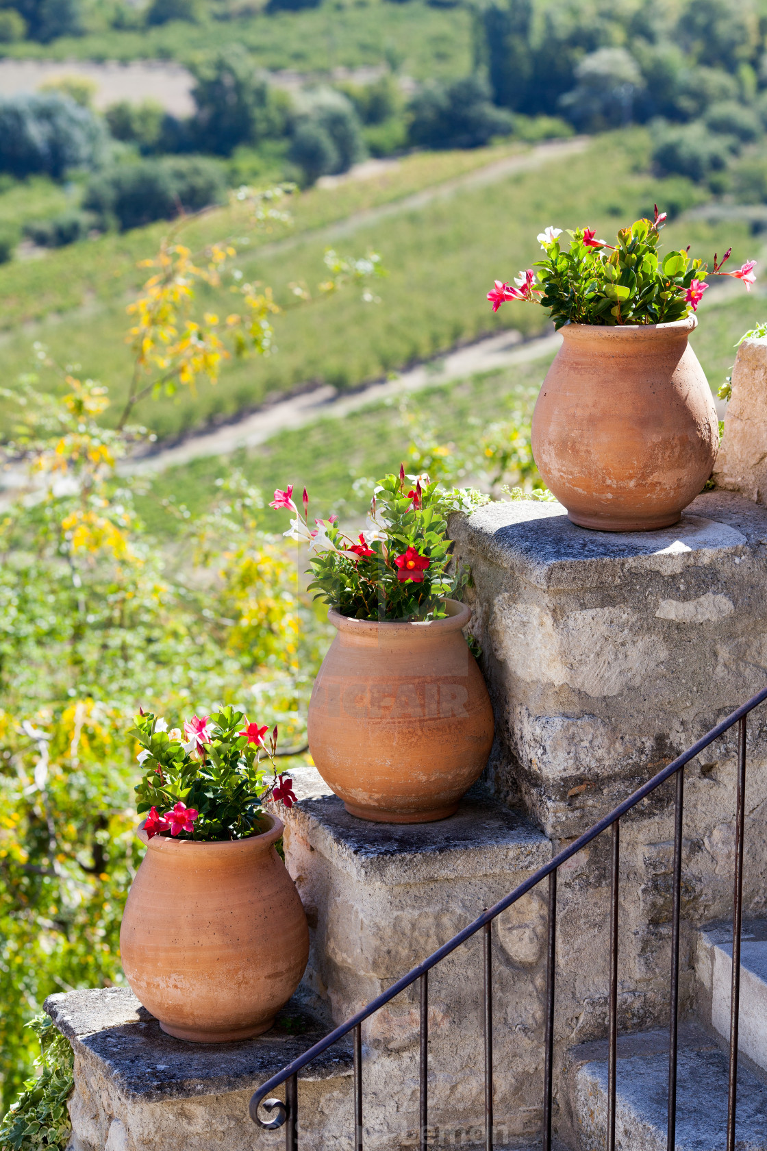 Pots Of Chilean Jasmine In Provence France License Download Or Print For 12 40 Photos Picfair