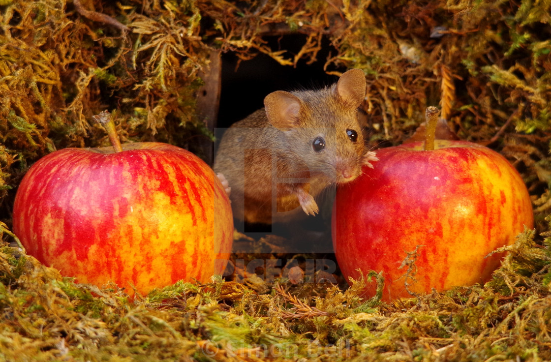 Autumn Mouse With Apples In A Uk Garden Wild And Free