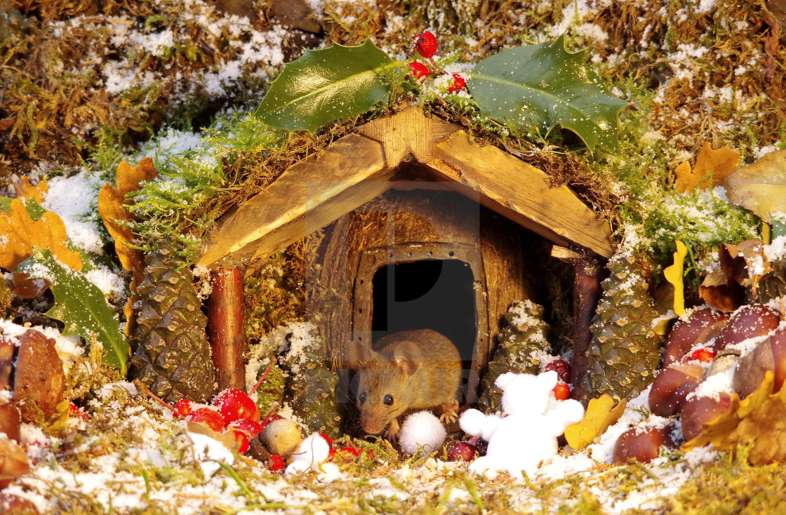 Christmas Festive Mouse Outside A Winter Log Cabin Home License