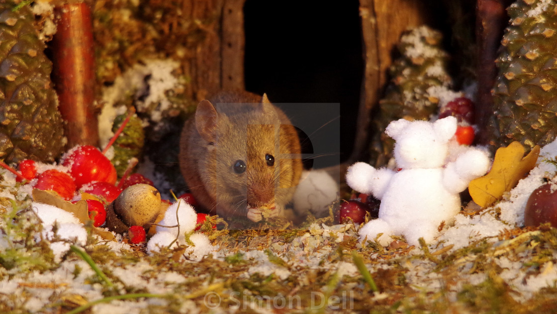 Christmas Festive Mouse Outside A Winter Log Cabin Home License