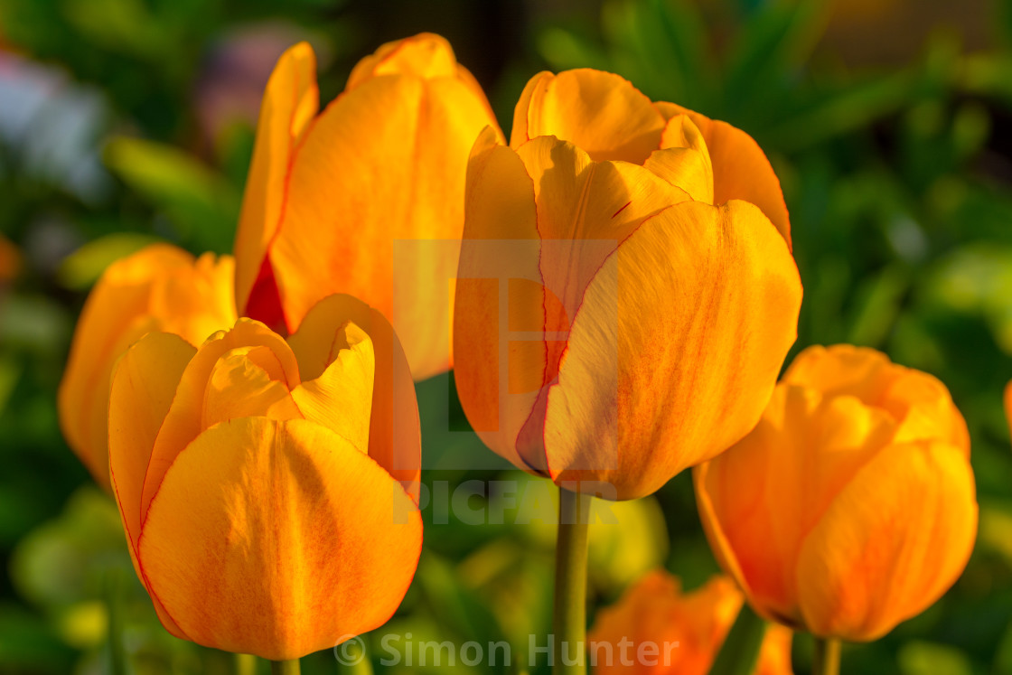 "Yellow Tulips" stock image
