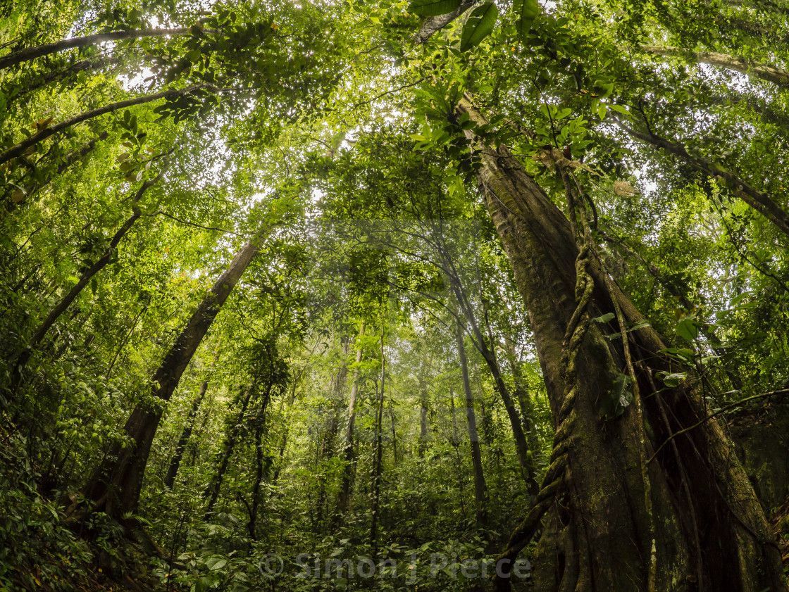 "Rainforest at Pico Bonito National Park, Honduras" stock image