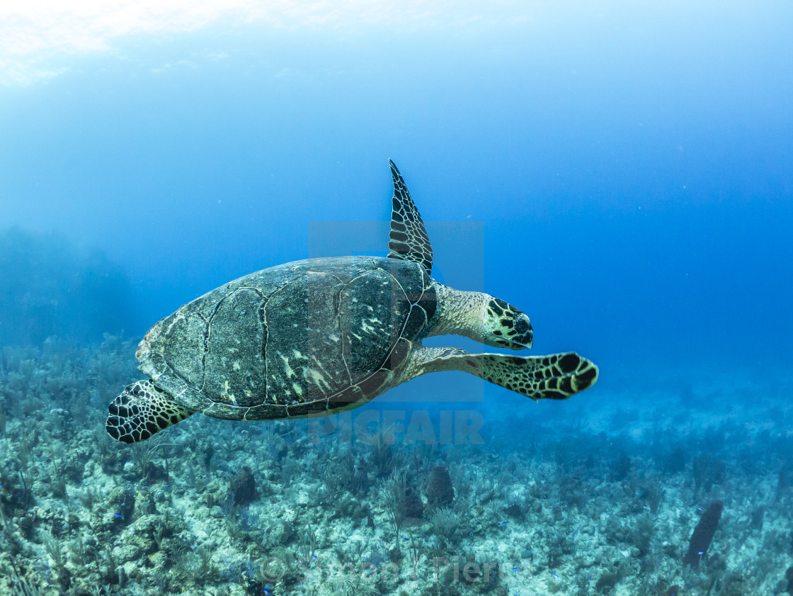 "Hawksbill sea turtle at Utila, Honduras" stock image