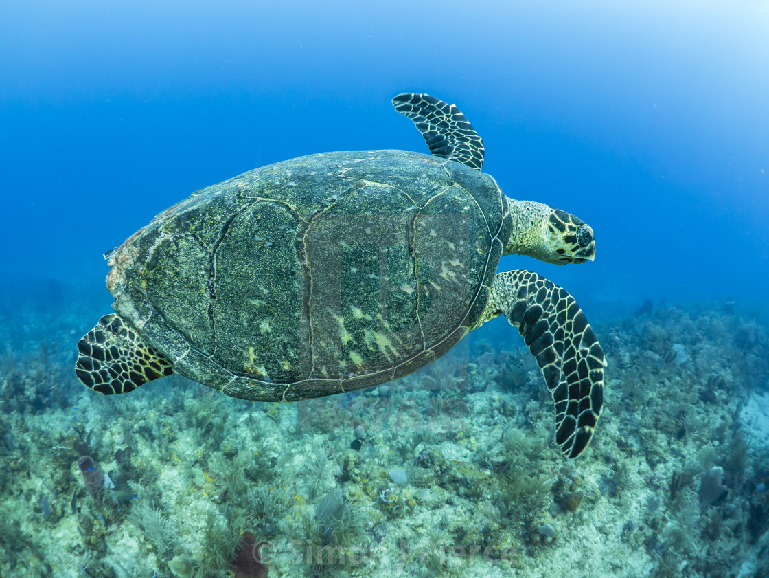 "Hawksbill sea turtle at Utila, Honduras" stock image