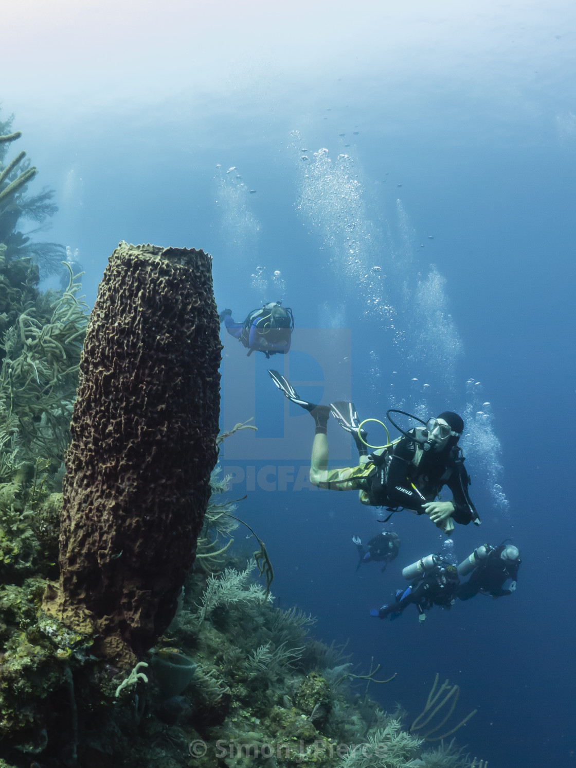 "Scuba divers inspect a gigantic barrel sponge off Utila, Honduras" stock image