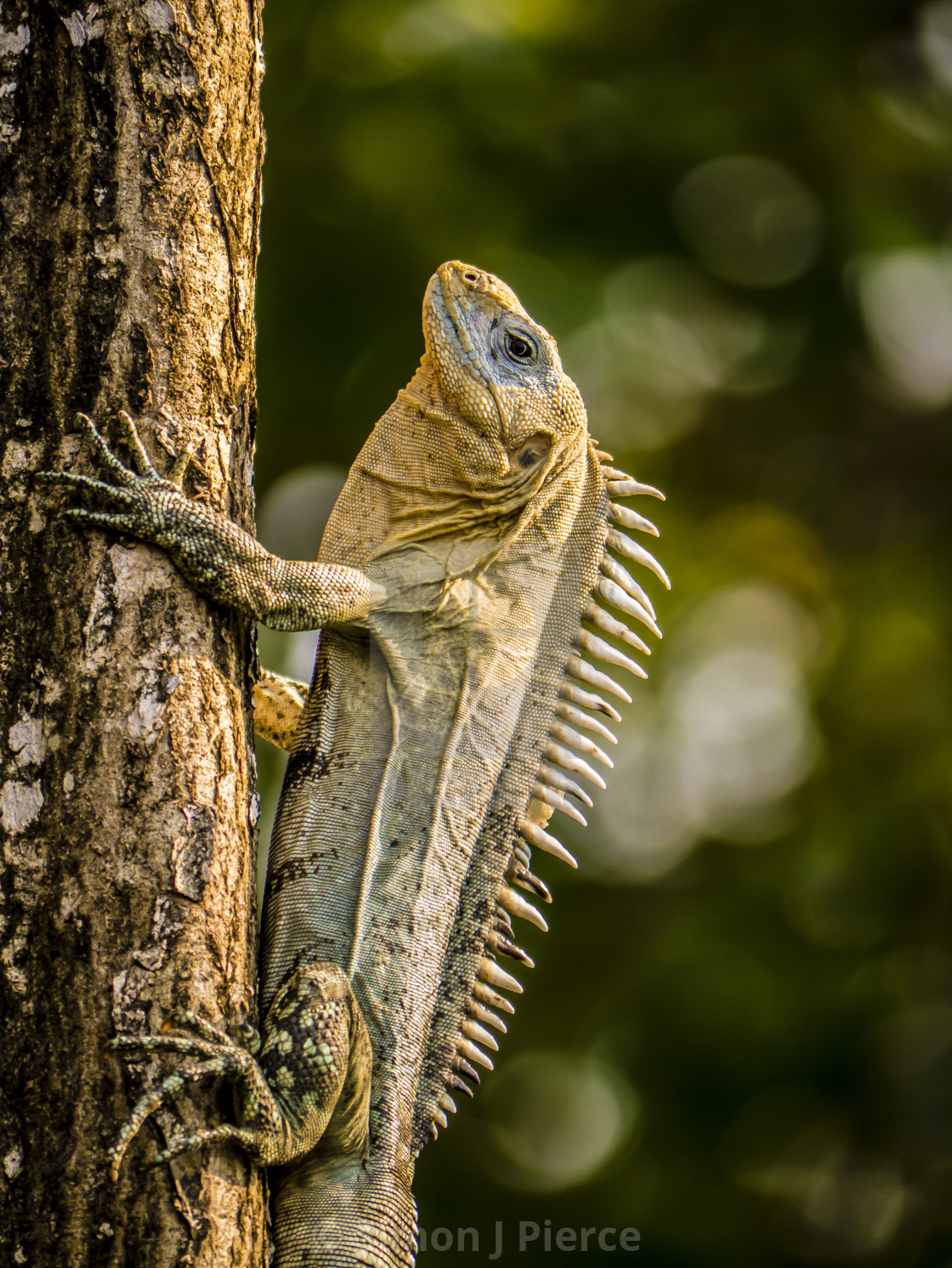 "Iguana on a tree on Utila, Honduras" stock image