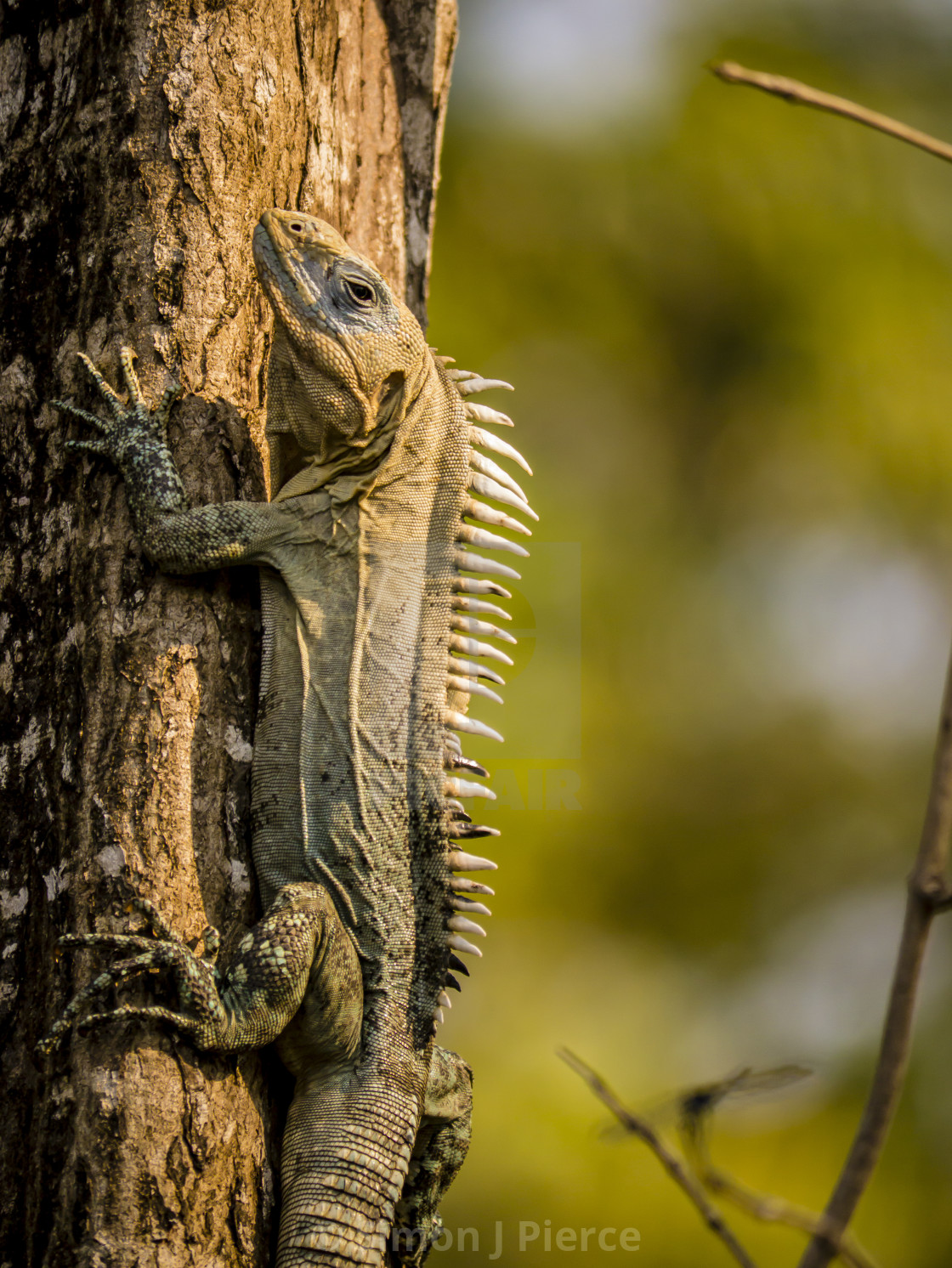 "Iguana on a tree on Utila, Honduras" stock image