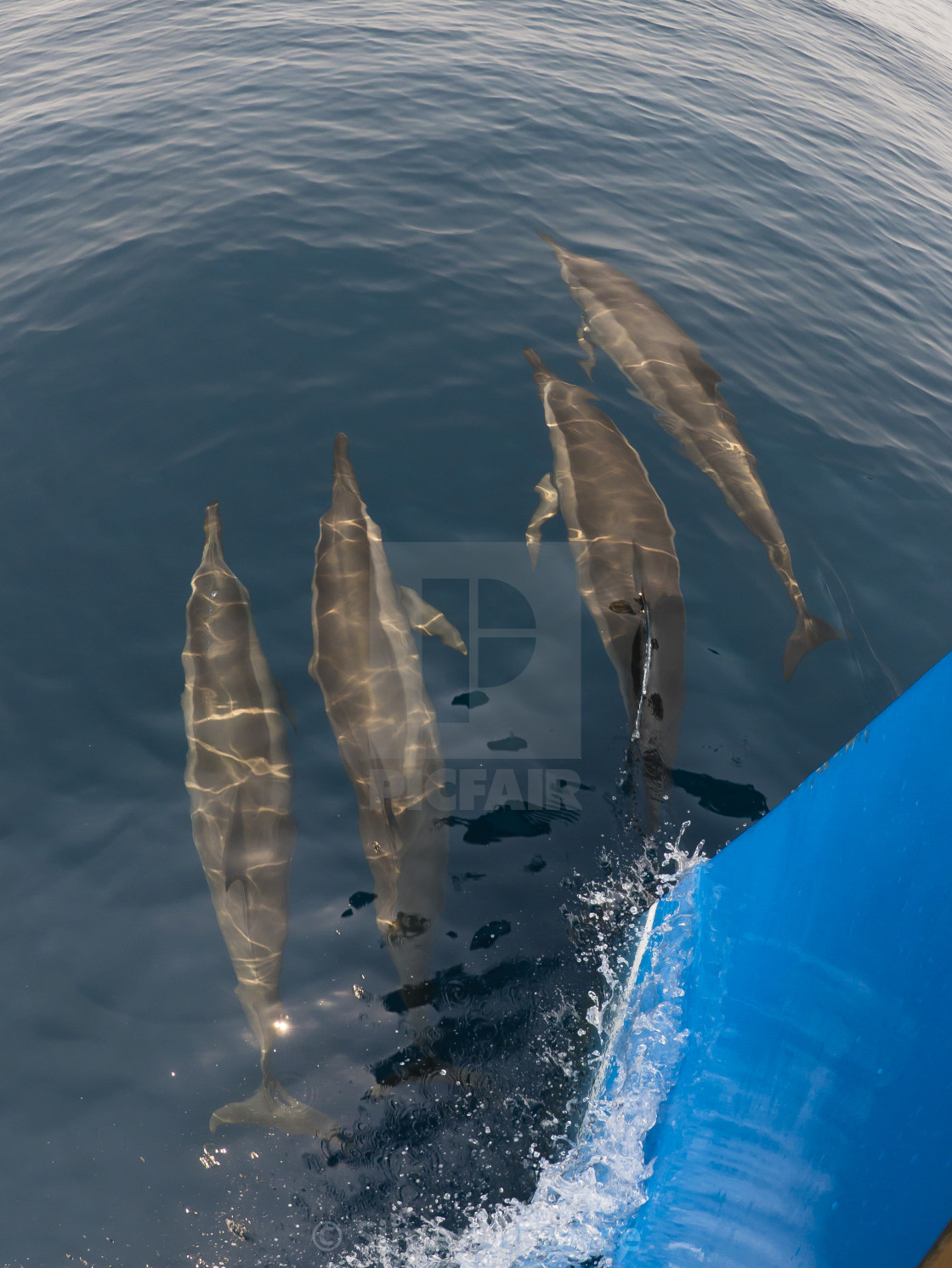 "Dolphins bowriding a boat off Utila, Honduras" stock image