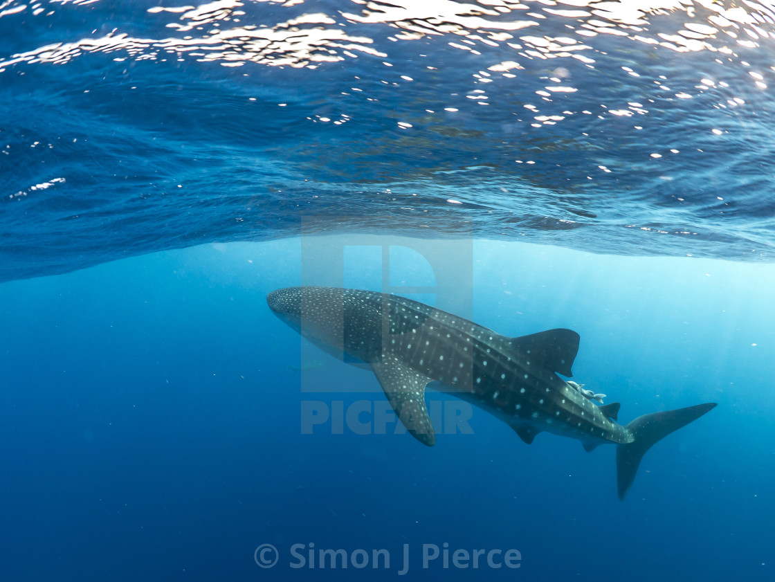 "Whale shark in the blue water off Utila, Honduras" stock image