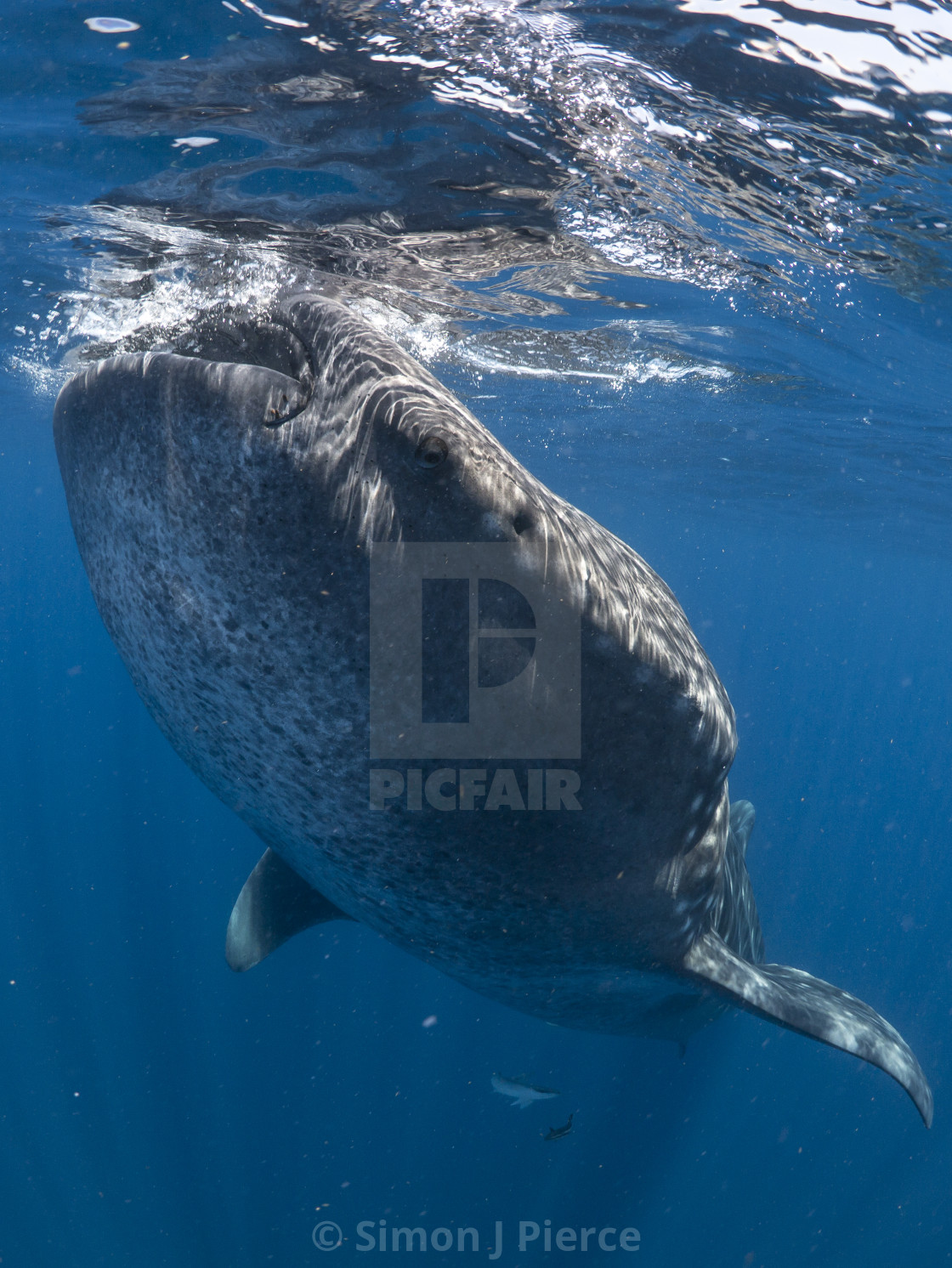 "Whale shark suction-feeding off Isla Mujeres, Mexico" stock image