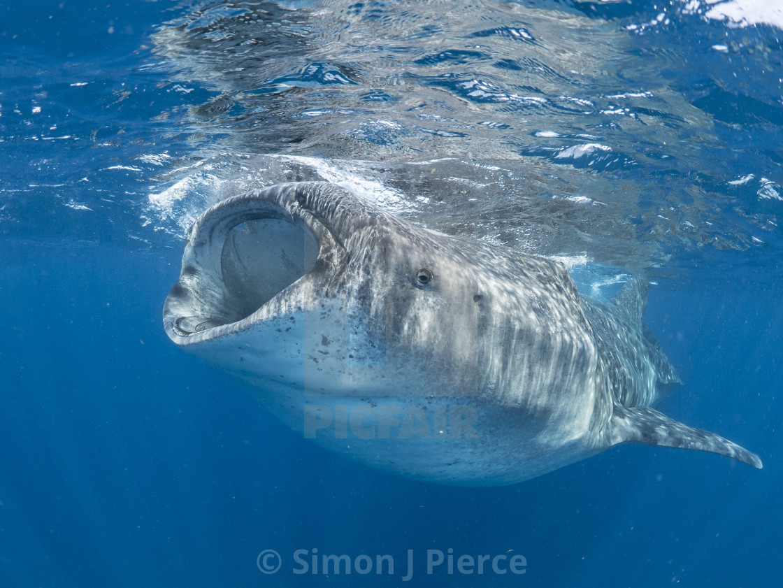 "Whale shark suction-feeding off Isla Mujeres, Mexico" stock image