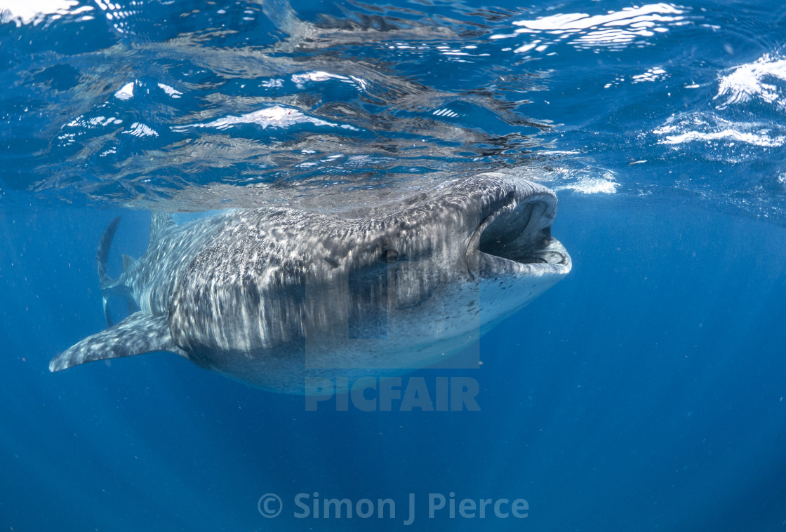 "Whale shark off the Yucatan Peninsula, Mexico" stock image