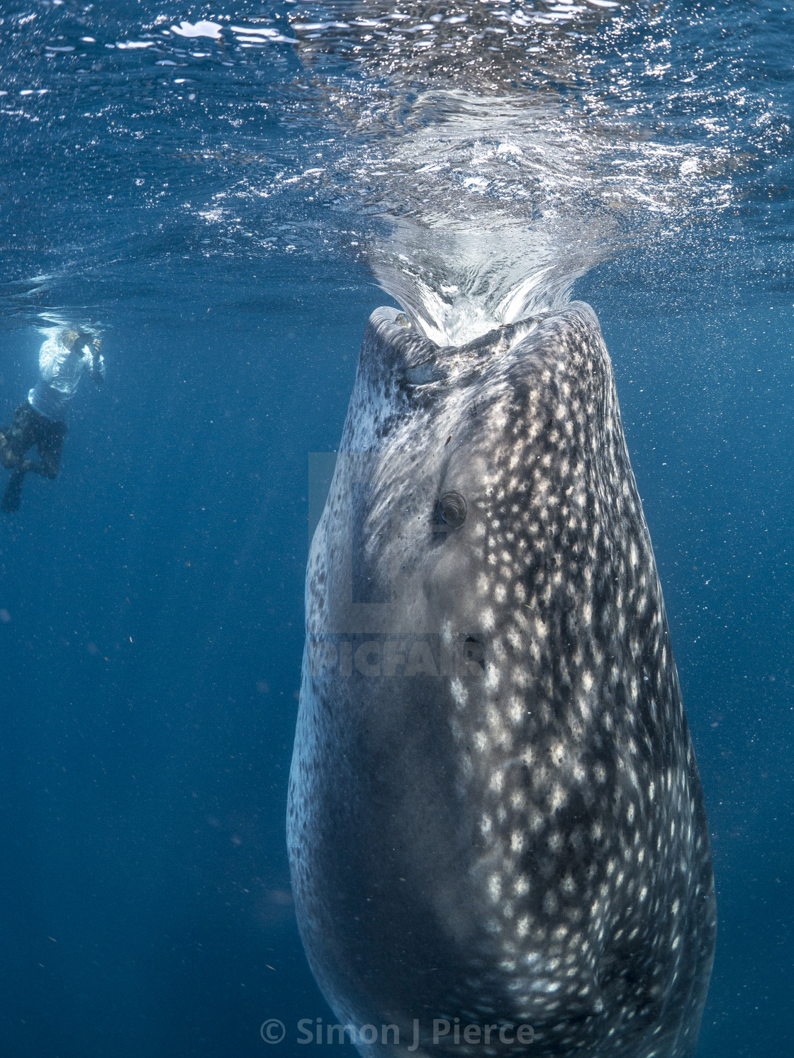 "Whale shark - extreme suction" stock image