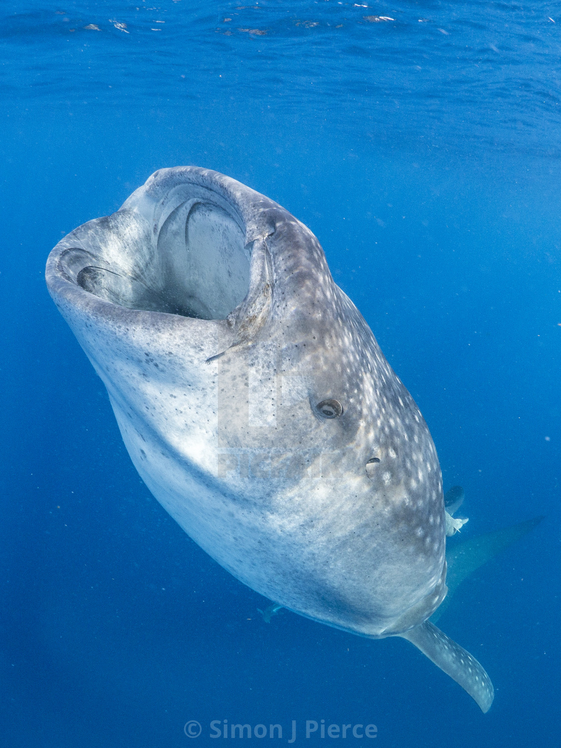 "Whale shark suction-feeding vertically" stock image