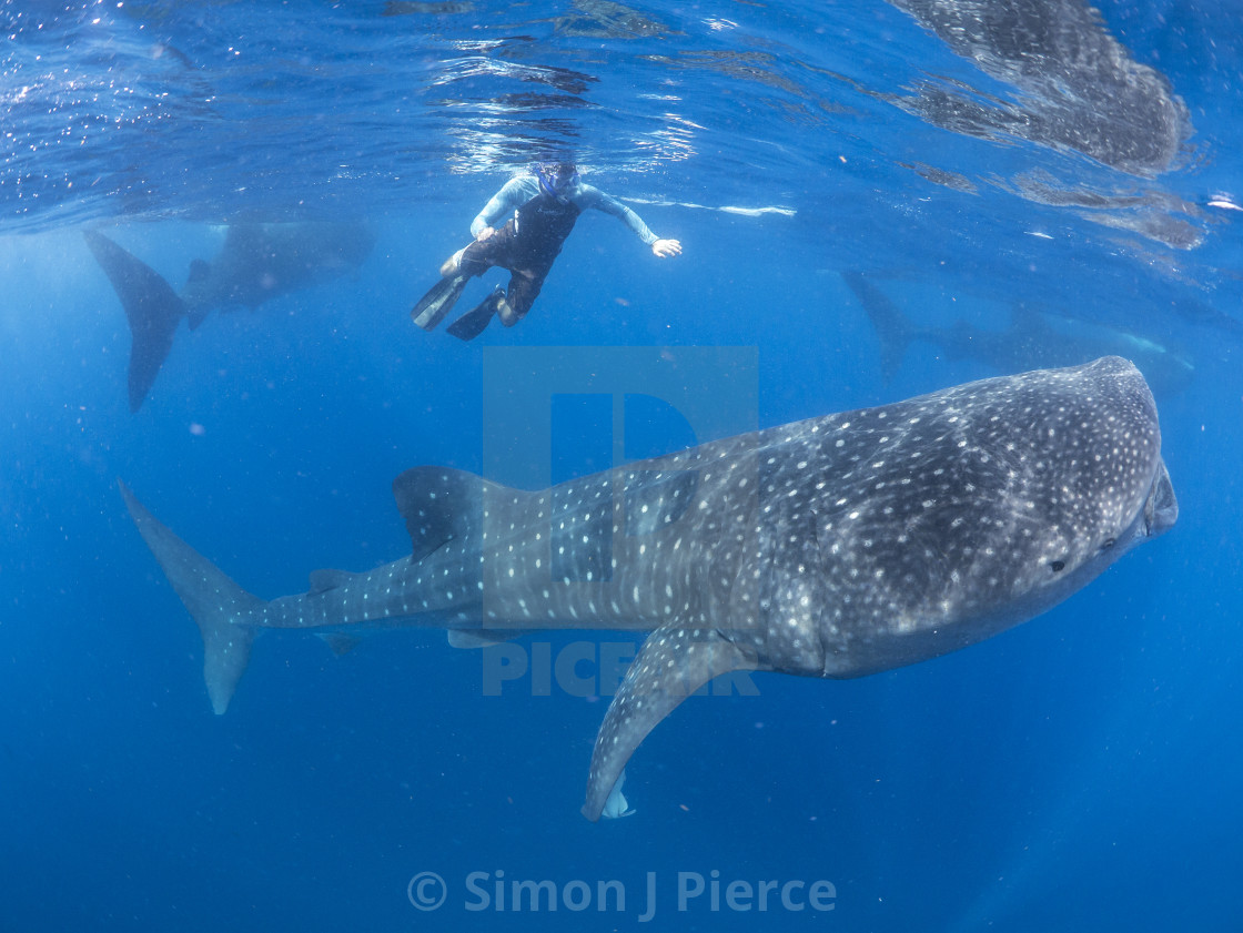 "Whale shark aggregation" stock image