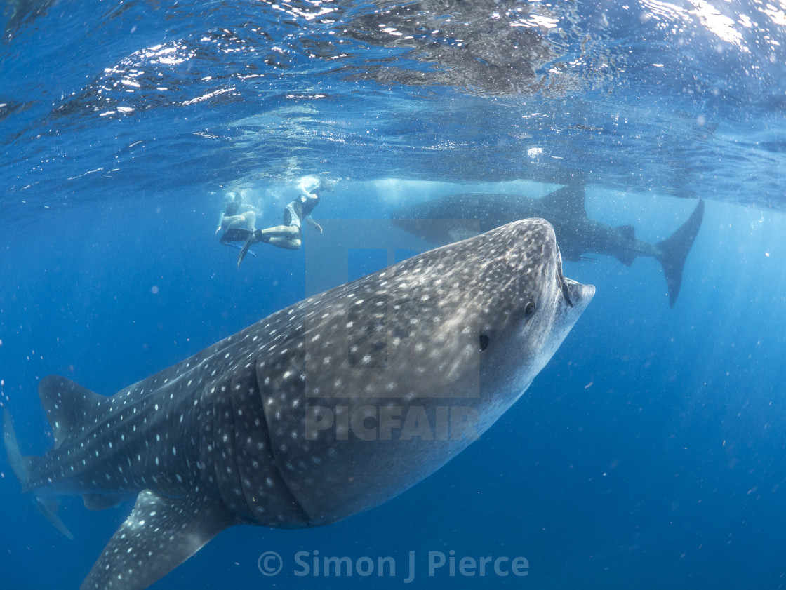 "Whale sharks and swimmers" stock image