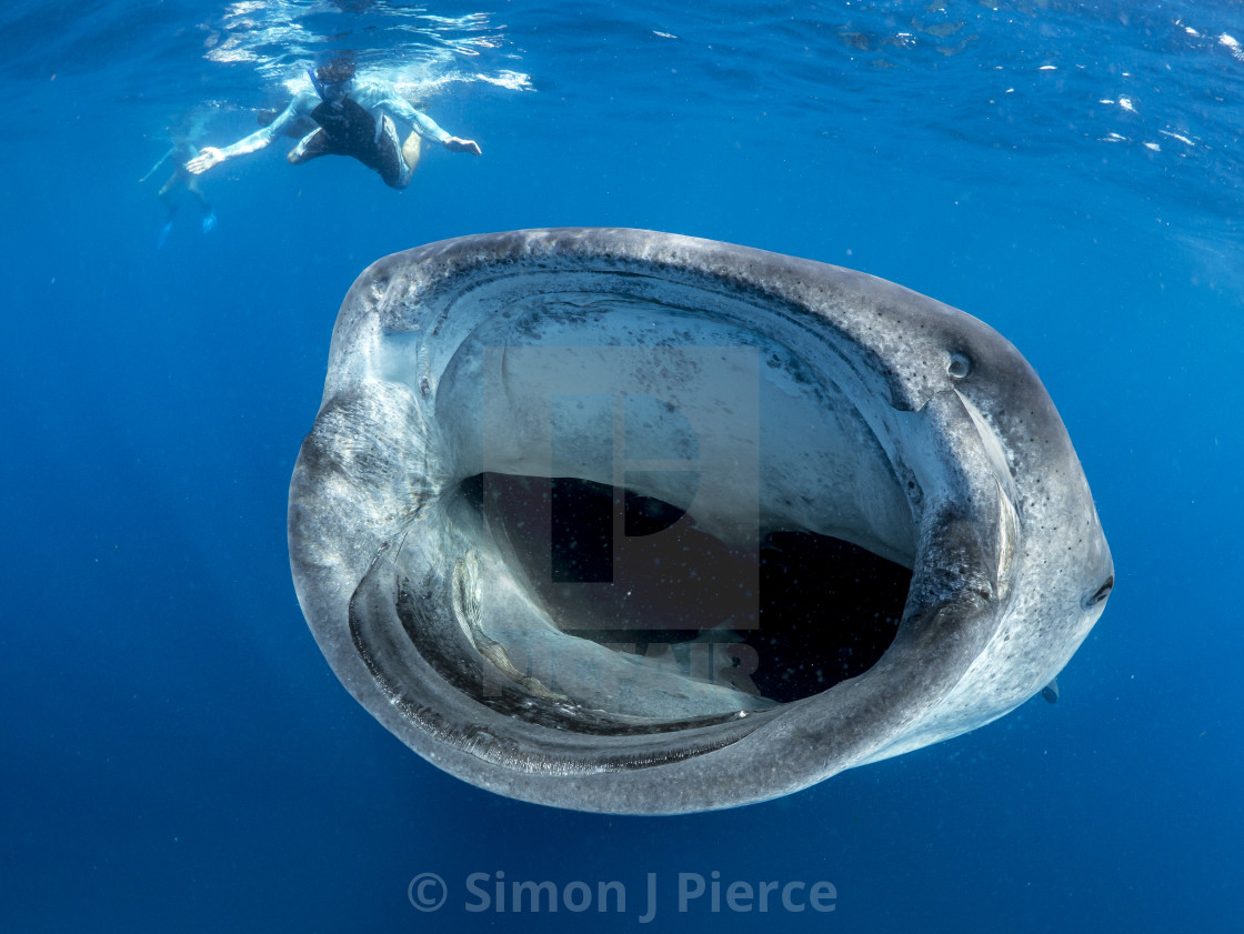 "Big mouth - whale shark and swimmer" stock image
